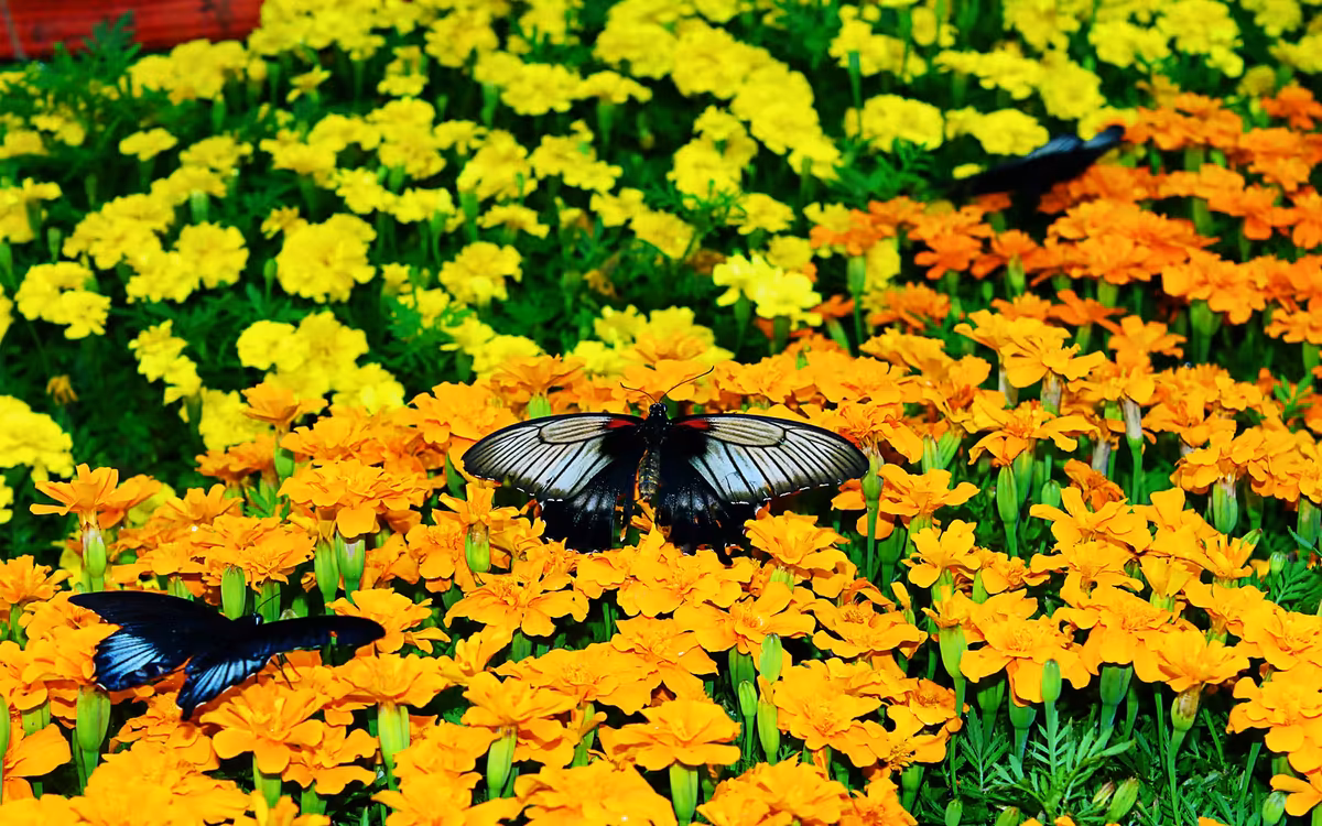 Dubai Butterfly Garden Skip-the-Line Tickets & Indoor Garden guest snapshot 7