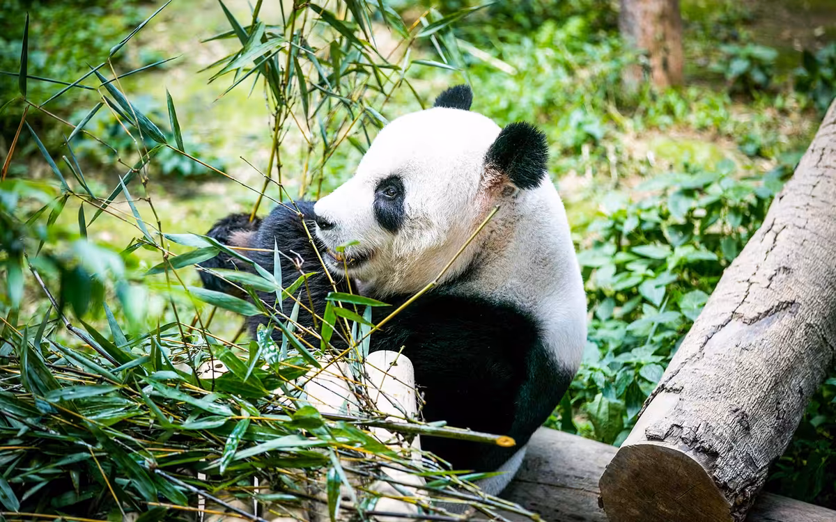 Zoo Negara & Panda Conservation Centre Tickets image 8
