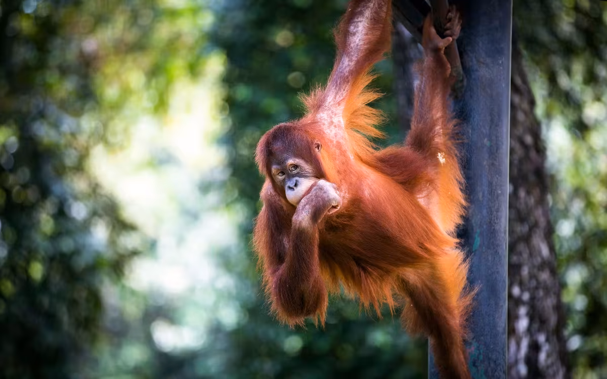 Zoo Negara & Panda Conservation Centre Tickets image 1
