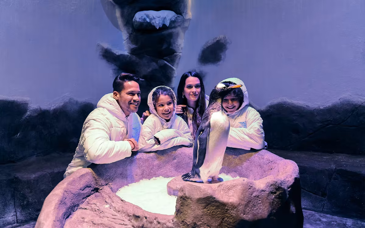 Dubai Aquarium and Underwater Zoo with Penguin Cove Tickets image 7
